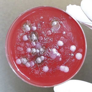 Биологические агенты